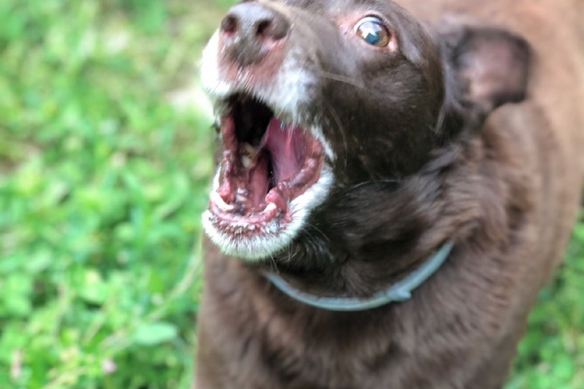 Ansia da separazione nel cane